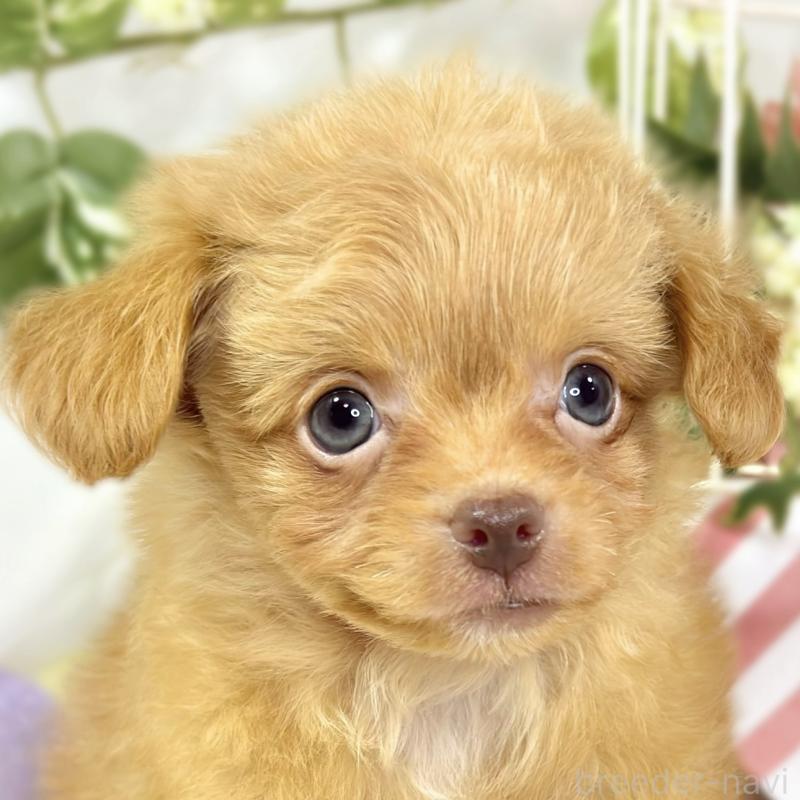 成約済ののチワプー:チワワ×トイプードル-424735