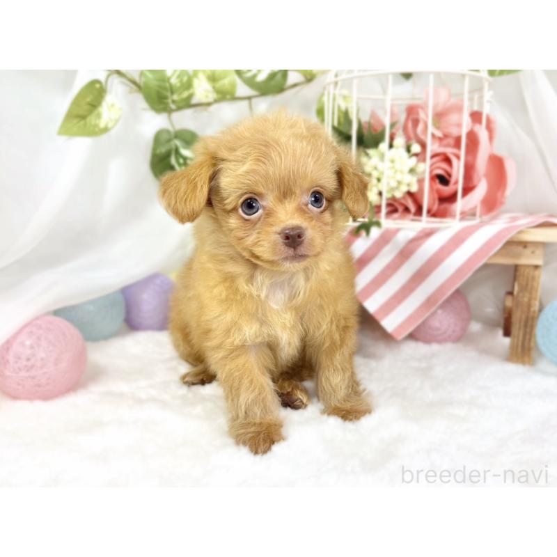 成約済の滋賀県のチワプー:チワワ×トイプードル-424735の3枚目