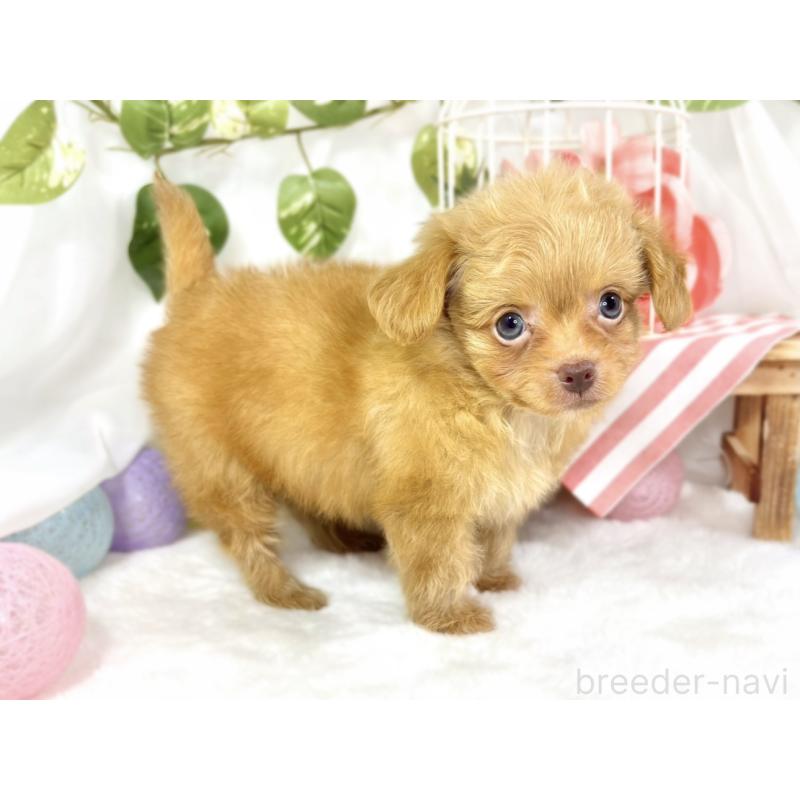 成約済の滋賀県のチワプー:チワワ×トイプードル-424735の2枚目