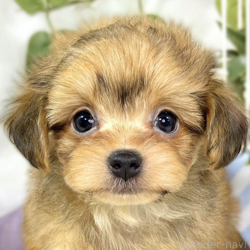 成約済の滋賀県のチワプー:チワワ×トイプードル-424736の1枚目