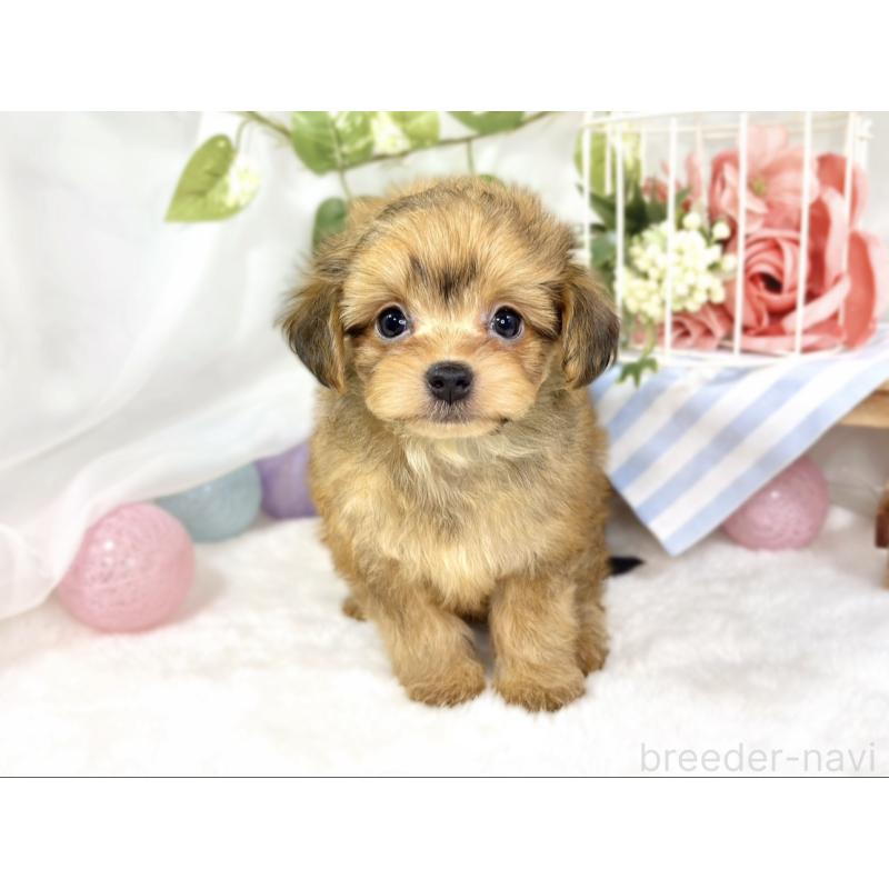 成約済の滋賀県のチワプー:チワワ×トイプードル-424736の4枚目