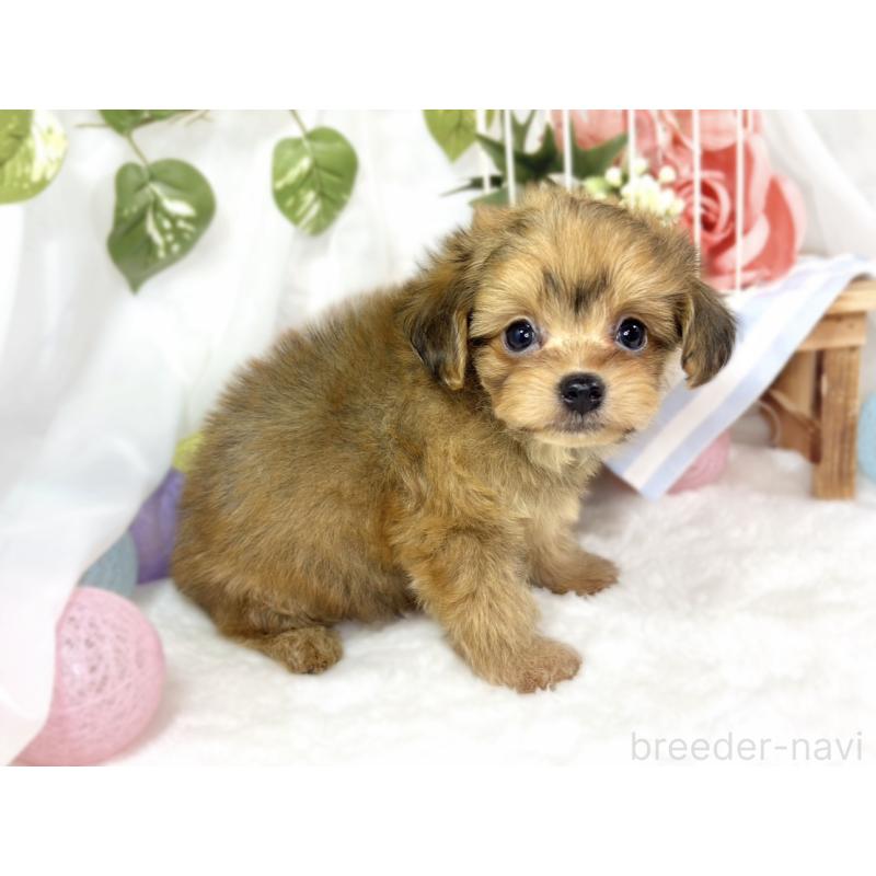 成約済の滋賀県のチワプー:チワワ×トイプードル-424736の3枚目