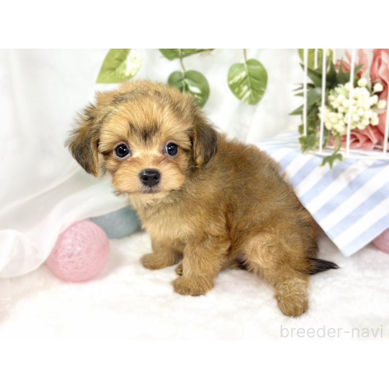 成約済の滋賀県のチワプー:チワワ×トイプードル-424736の2枚目