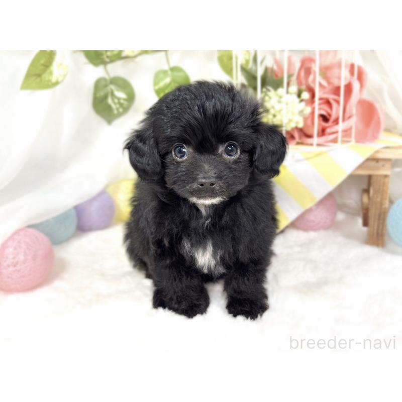 成約済の滋賀県のチワプー:チワワ×トイプードル-424737の4枚目