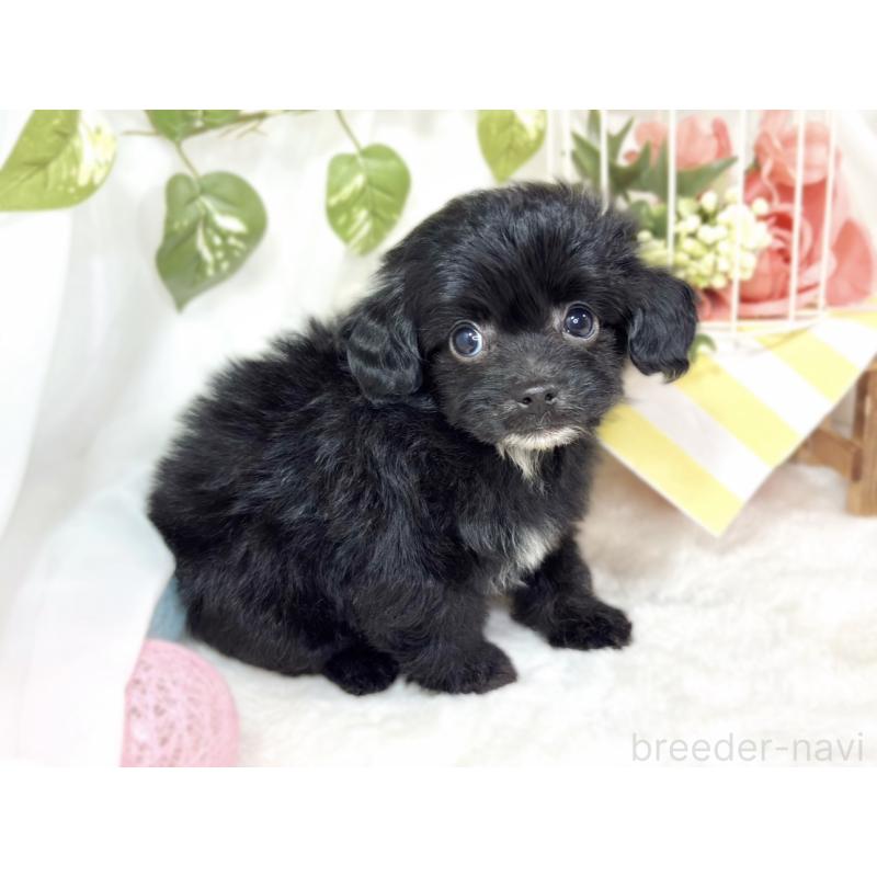 成約済の滋賀県のチワプー:チワワ×トイプードル-424737の3枚目