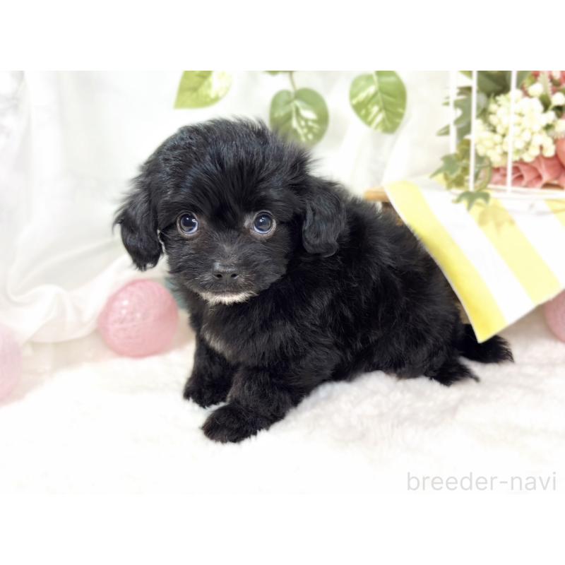 成約済の滋賀県のチワプー:チワワ×トイプードル-424737の2枚目