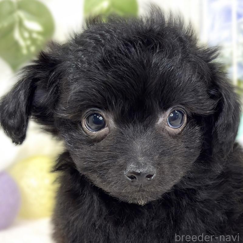 成約済の滋賀県のチワプー:チワワ×トイプードル-424739