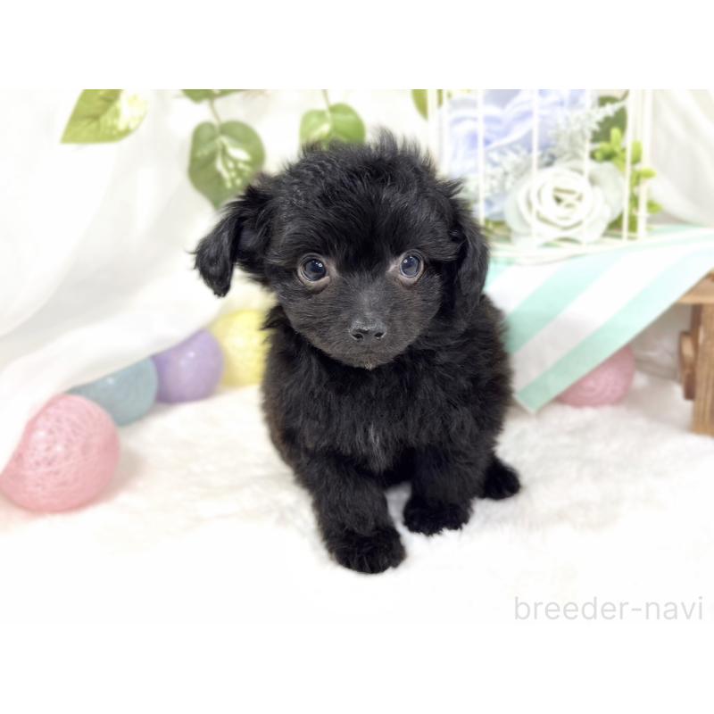 成約済の滋賀県のチワプー:チワワ×トイプードル-424739の4枚目