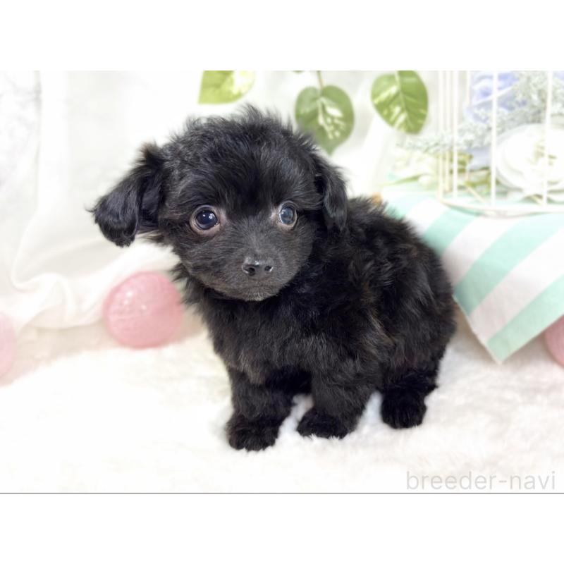 成約済の滋賀県のチワプー:チワワ×トイプードル-424739の3枚目