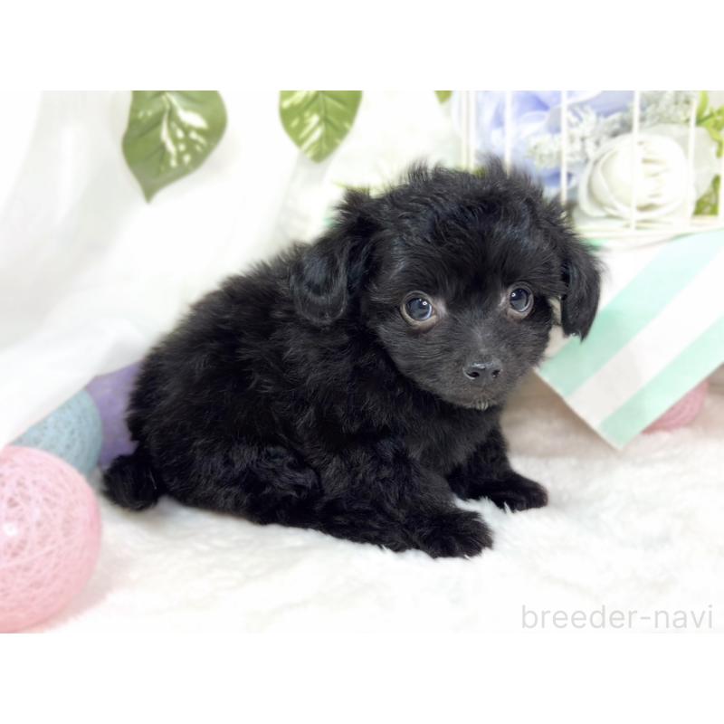 成約済の滋賀県のチワプー:チワワ×トイプードル-424739の2枚目