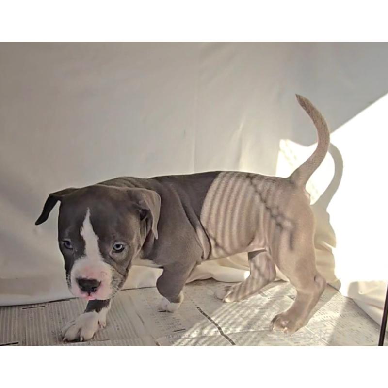 販売中の福岡県のアメリカンブリー-426975の4枚目