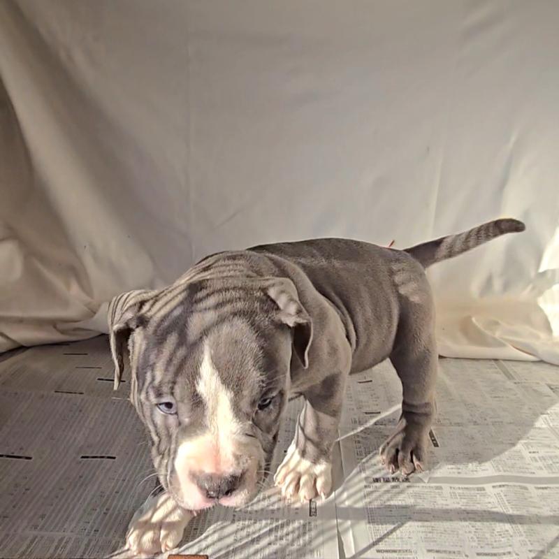 販売中の福岡県のアメリカンブリー-426975の2枚目