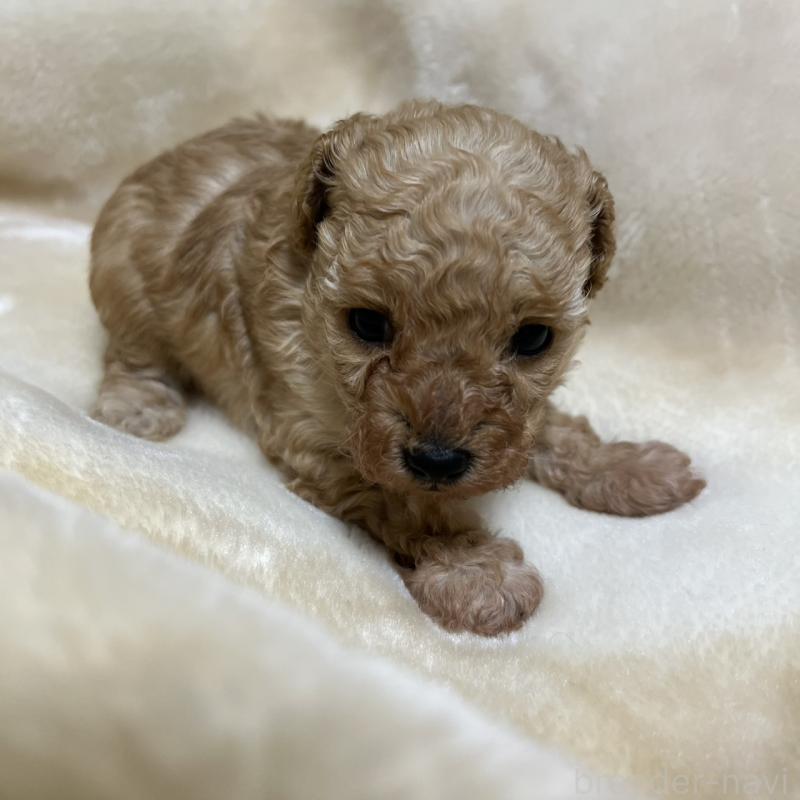 成約済の福岡県のタイニープードル-424511の25枚目