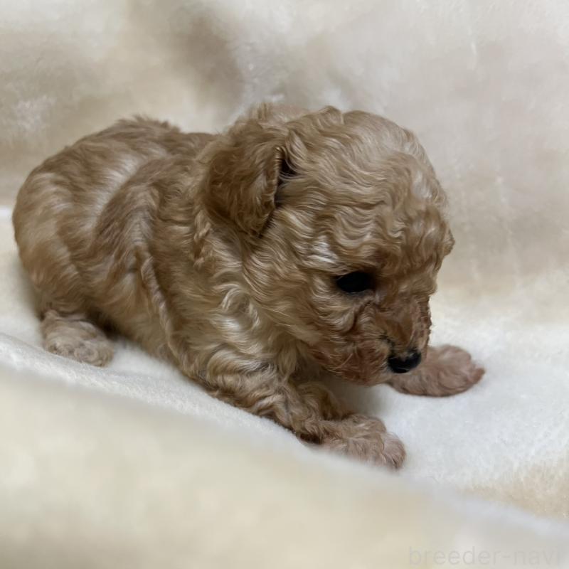 成約済の福岡県のタイニープードル-424511の24枚目