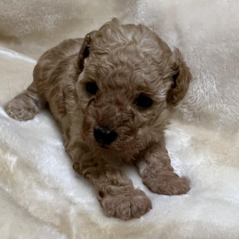 成約済の福岡県のタイニープードル-424511の23枚目