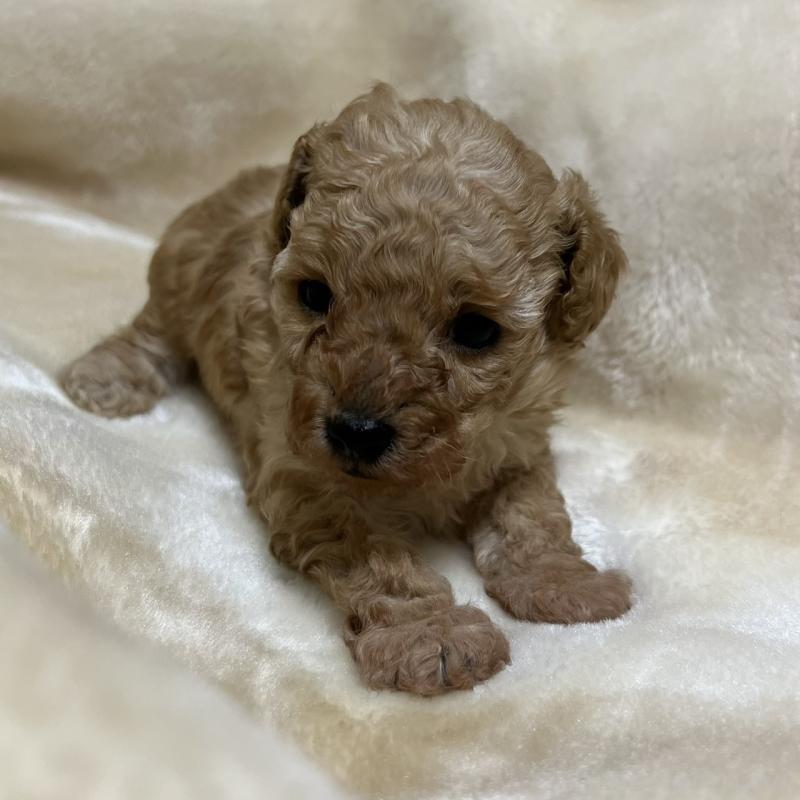 成約済の福岡県のタイニープードル-424511の22枚目