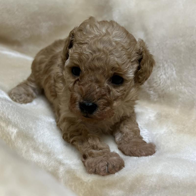 成約済の福岡県のタイニープードル-424511の21枚目