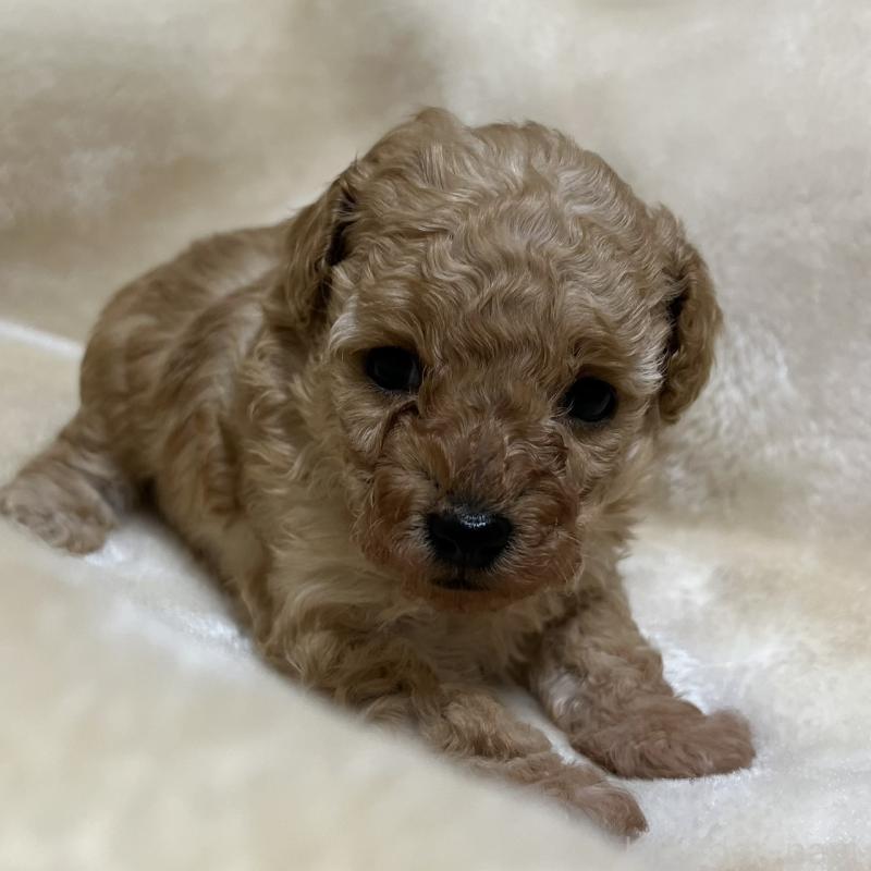 成約済の福岡県のタイニープードル-424511の20枚目