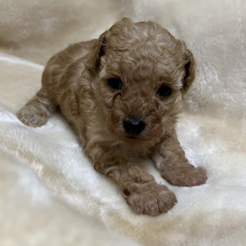 成約済の福岡県のタイニープードル-424511の19枚目