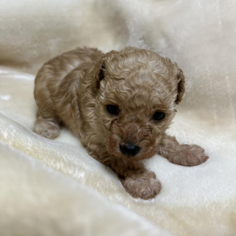 成約済の福岡県のタイニープードル-424511の18枚目