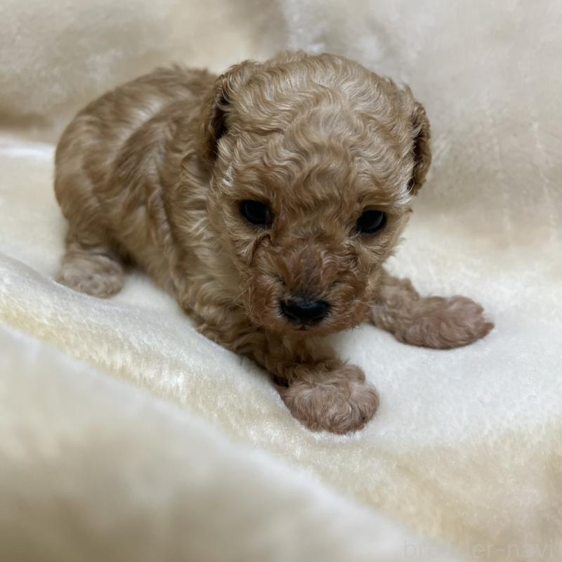 成約済の福岡県のタイニープードル-424511の17枚目