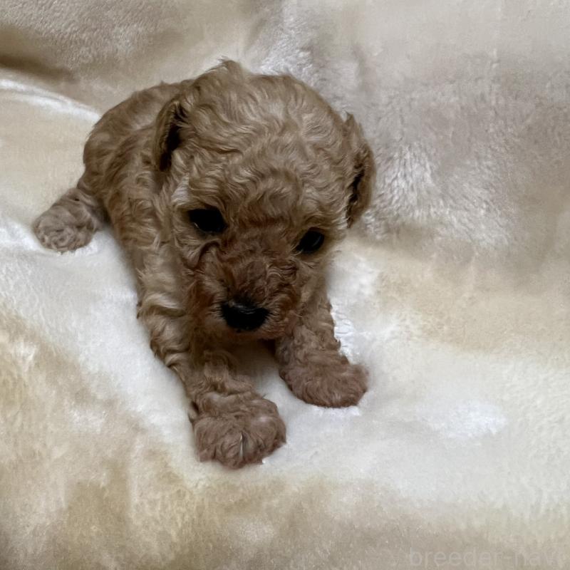 成約済の福岡県のタイニープードル-424511の16枚目