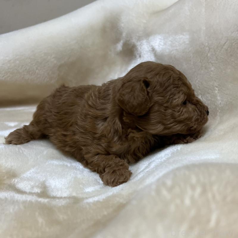 成約済の福岡県のタイニープードル-424514の15枚目