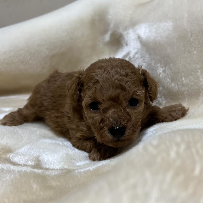 成約済の福岡県のタイニープードル-424514の14枚目