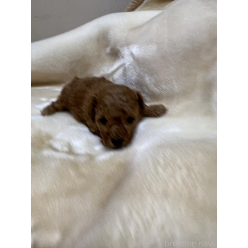 成約済の福岡県のタイニープードル-424514の13枚目