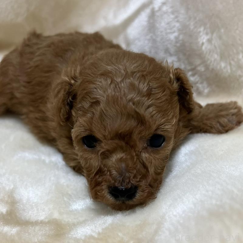 成約済の福岡県のタイニープードル-424514の11枚目