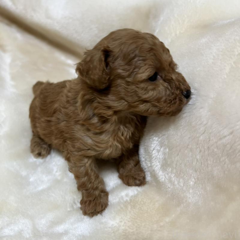 成約済の福岡県のタイニープードル-424514の10枚目