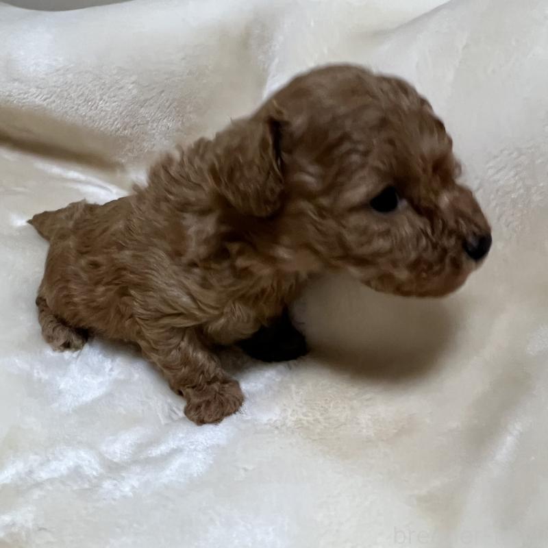 成約済の福岡県のタイニープードル-424514の8枚目