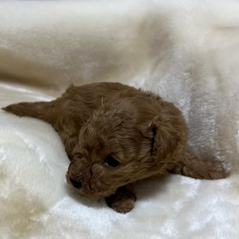 成約済の福岡県のタイニープードル-424514の7枚目