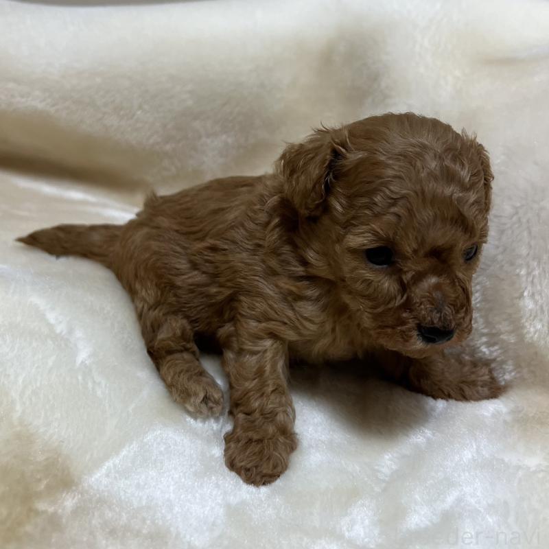 成約済の福岡県のタイニープードル-424514の5枚目