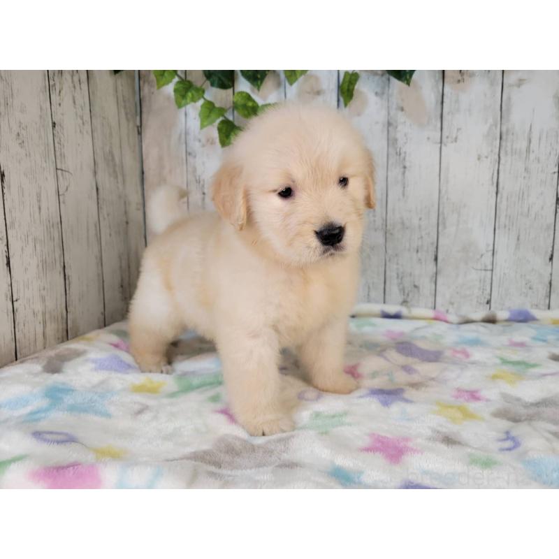 販売中の三重県のゴールデンレトリーバー-426976の5枚目