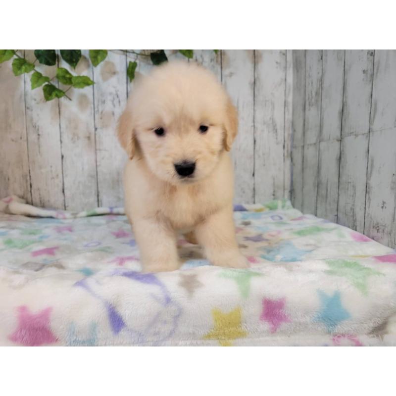 販売中の三重県のゴールデンレトリーバー-426976の4枚目