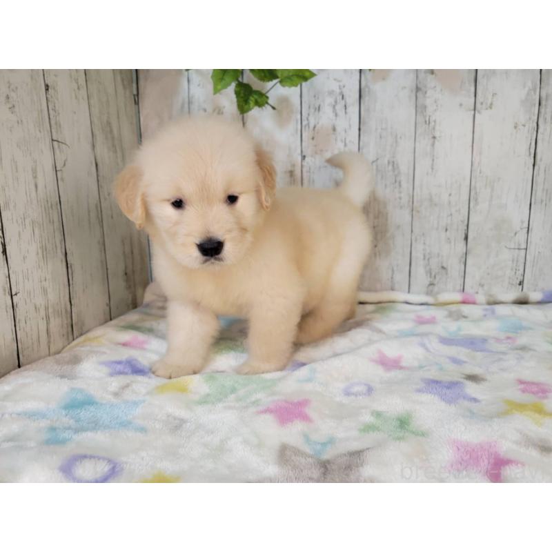 販売中の三重県のゴールデンレトリーバー-426976の3枚目