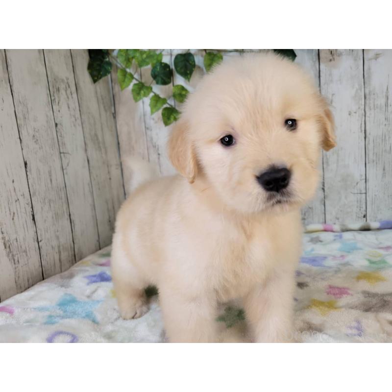 販売中の三重県のゴールデンレトリーバー-426976の2枚目