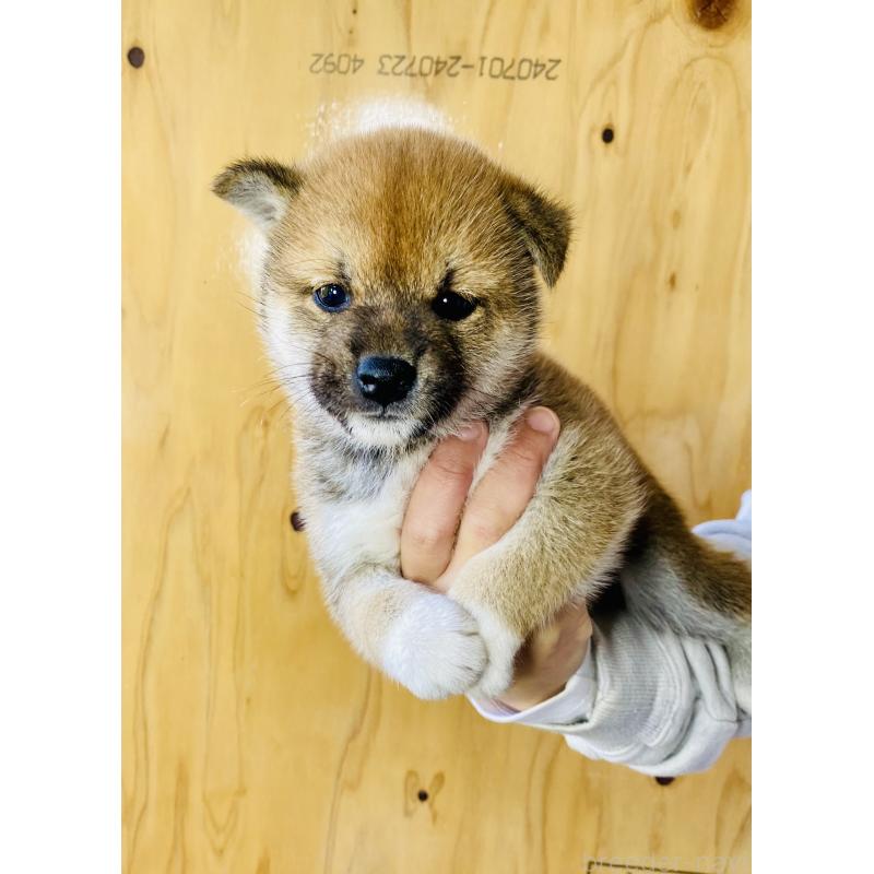 販売中の静岡県の豆柴-426978の5枚目