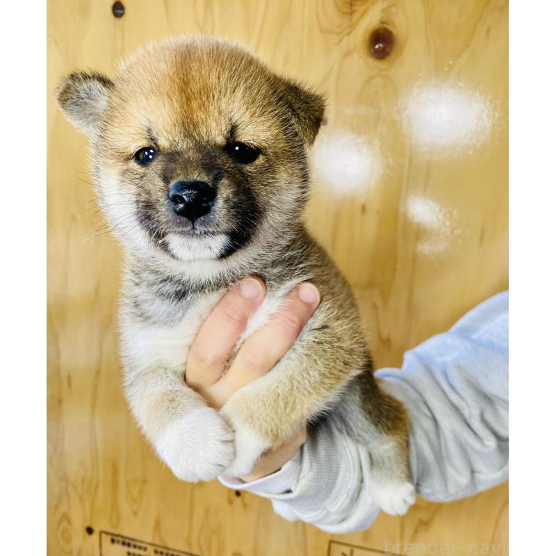 販売中の静岡県の豆柴-426978の4枚目