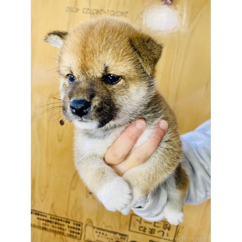 販売中の静岡県の豆柴-426978の3枚目