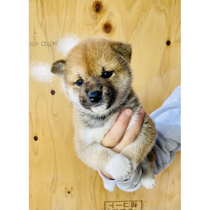 販売中の静岡県の豆柴-426978の2枚目