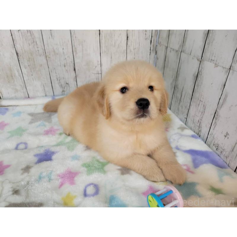 販売中の三重県のゴールデンレトリーバー-426977の5枚目