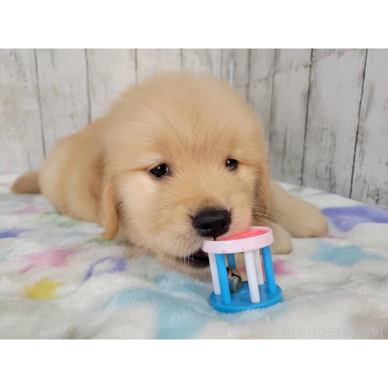 販売中の三重県のゴールデンレトリーバー-426977の4枚目