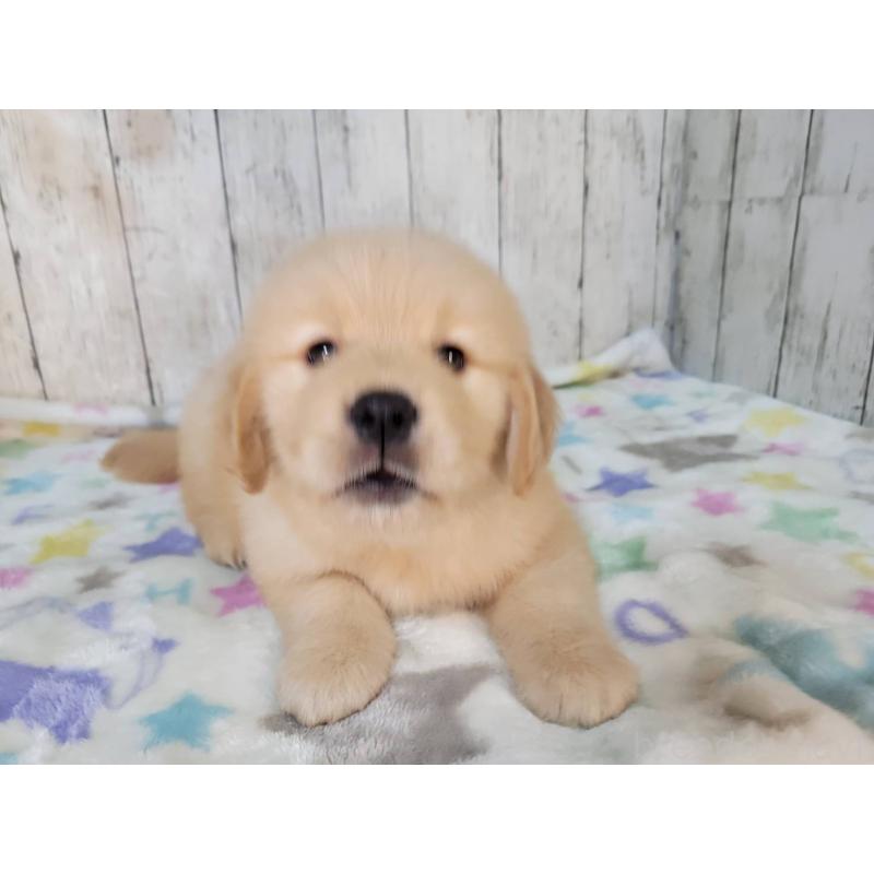 販売中の三重県のゴールデンレトリーバー-426977の3枚目