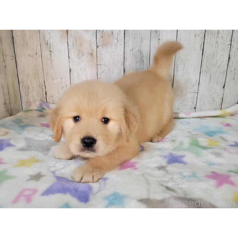 販売中の三重県のゴールデンレトリーバー-426977の2枚目