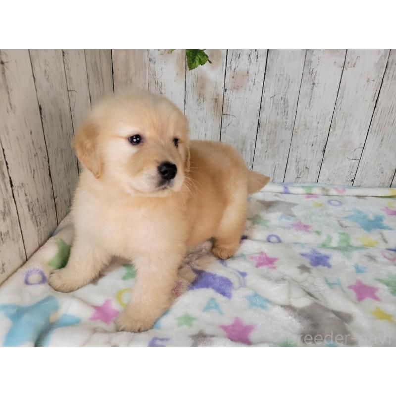 販売中の三重県のゴールデンレトリーバー-426979の5枚目