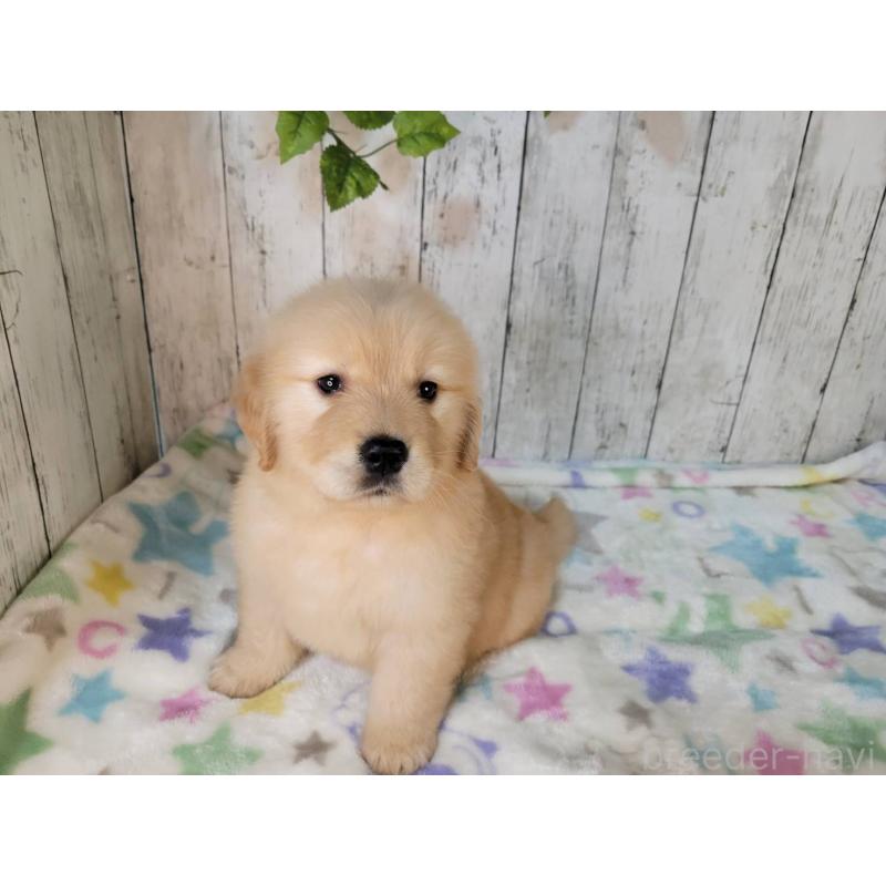 販売中の三重県のゴールデンレトリーバー-426979の4枚目