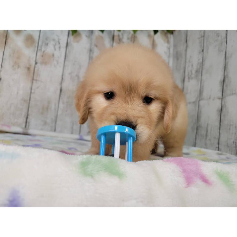 販売中の三重県のゴールデンレトリーバー-426979の3枚目