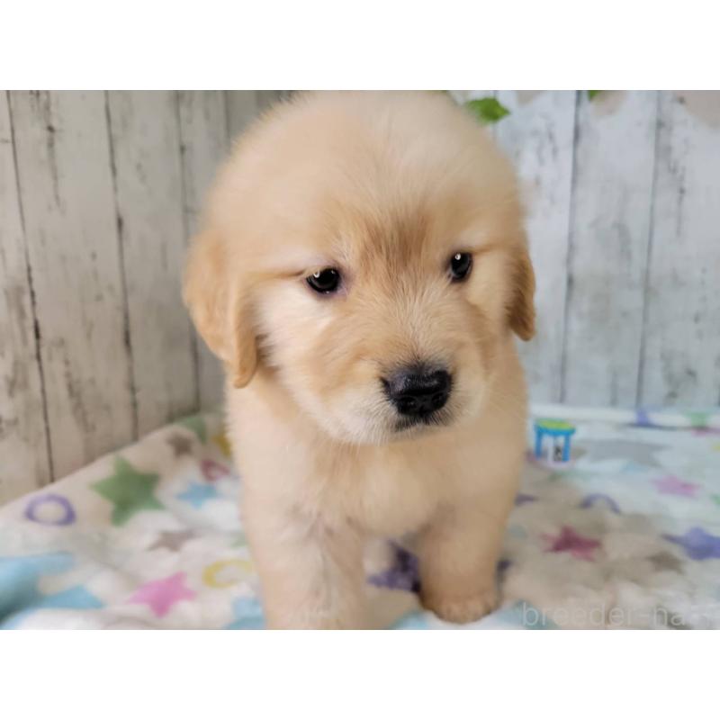 販売中の三重県のゴールデンレトリーバー-426979の2枚目